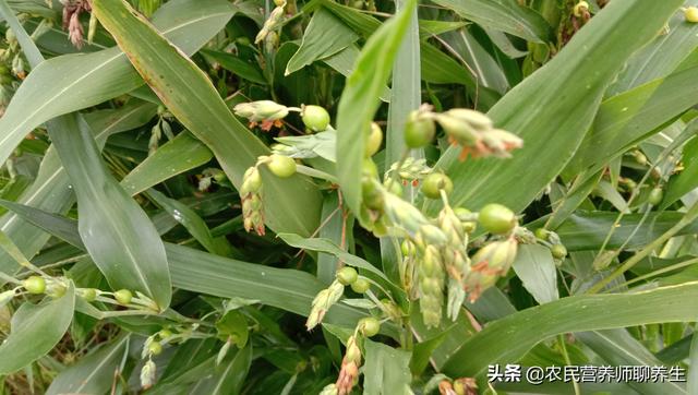 它就是晒干打出来的薏米，用它煮粥健脾祛湿，我也是刚知道的