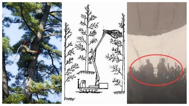 小小的松子，美味酥香之外，还有人间疾苦和大自然的魅力