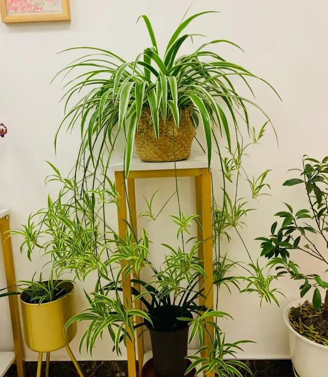 观叶植物 观叶植物（十种室内最好养的植物盆栽） 生活