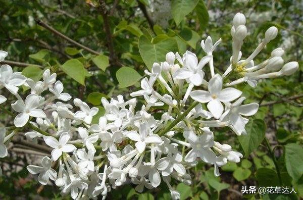 丁香花是什么颜色的