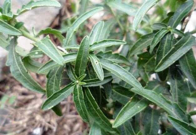 珍珠透骨草种植亩收益 林中1种"珍珠草",农民不识货,见到就拔,殊不知