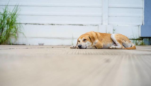 领养狗狗