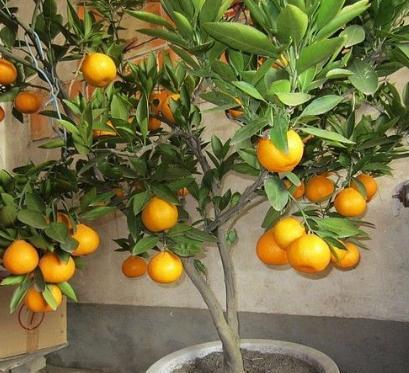 盆栽橘子养久了，叶片发黄腐烂，1个动作做到位，恢复生机挂满果