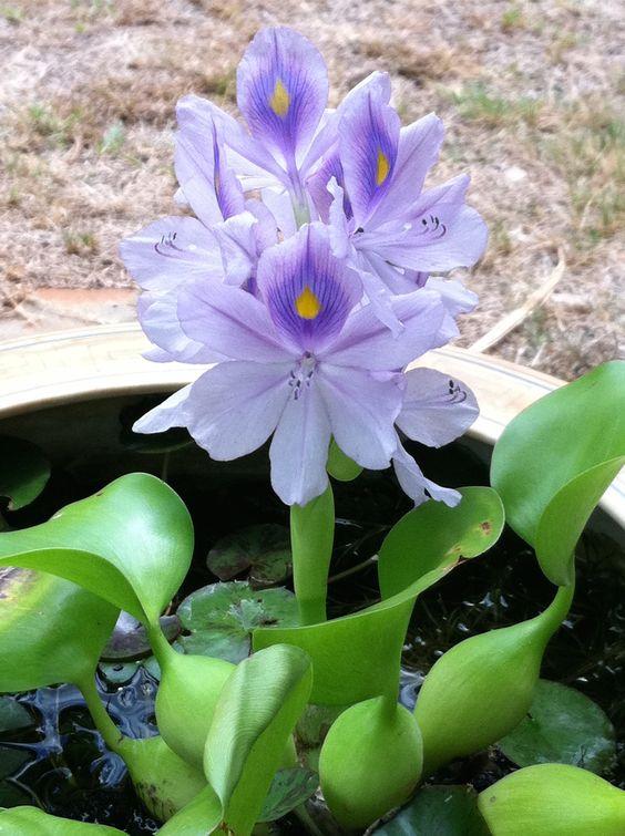 水培植物