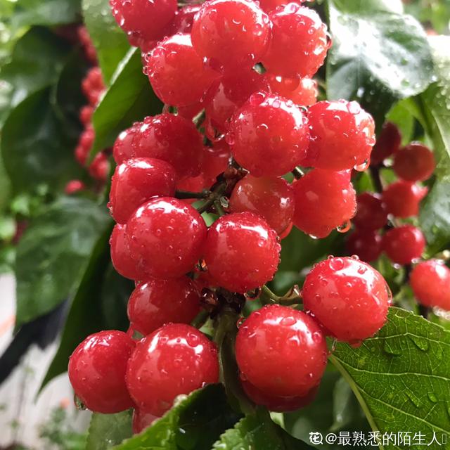 樱桃图片