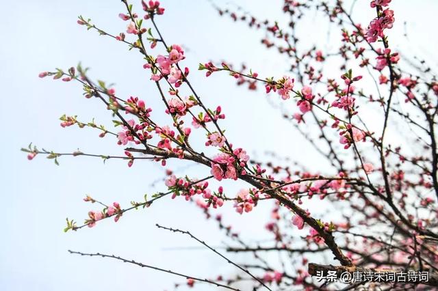 桃花流水是什么生肖