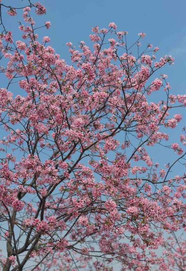 澳门的市花是什么