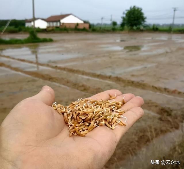 水稻直播要稳产、高产，封闭除草是关键，丙草胺使用技巧要掌握4