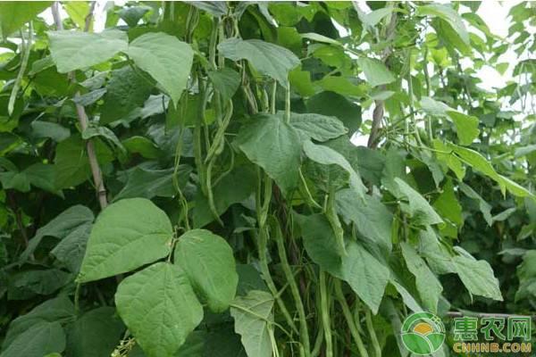 四季豆栽培过程中，这些病虫害问题你需要注意！
