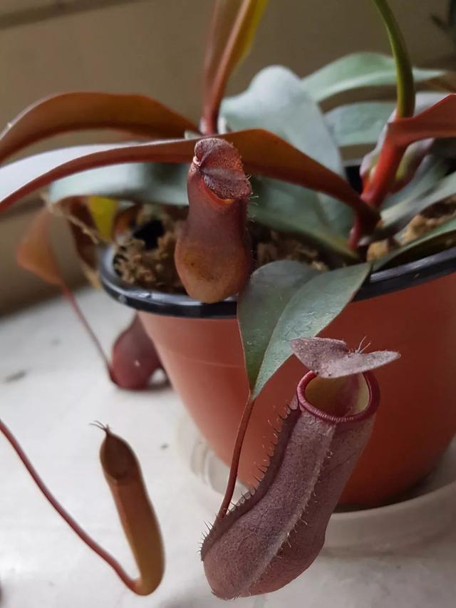 猪笼草 猪笼草（猪笼草简笔画） 生活