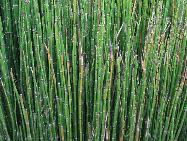 节节草是啥？提醒：中老年人用它泡脚，或能解决多年的“老问题”