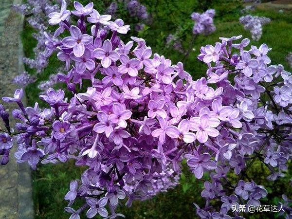 丁香花什么颜色