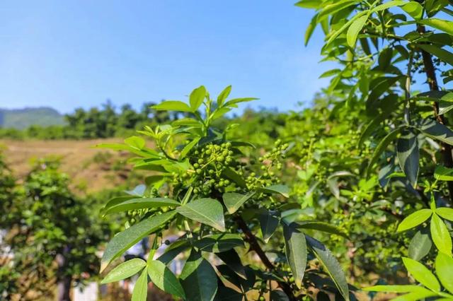 「收藏」青花椒树采摘期管理技术要点：除草施肥、修剪及采后护理1