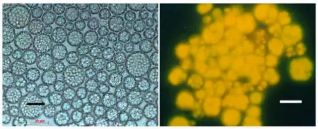 为什么母婴补充要选藻油DHA？