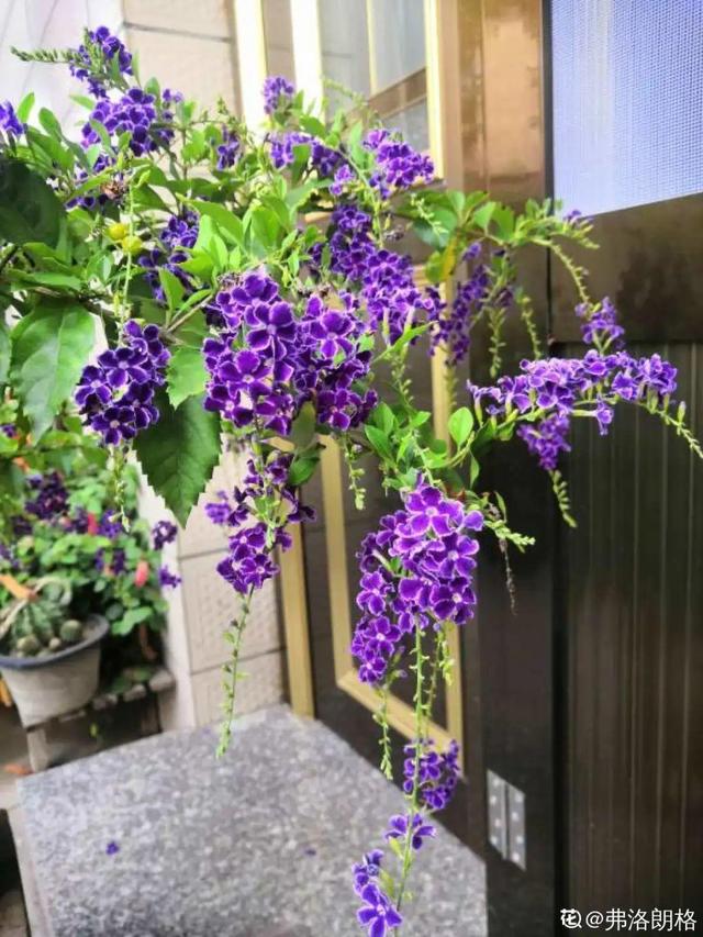 夏天的花 夏天的花（夏天的花卉） 生活