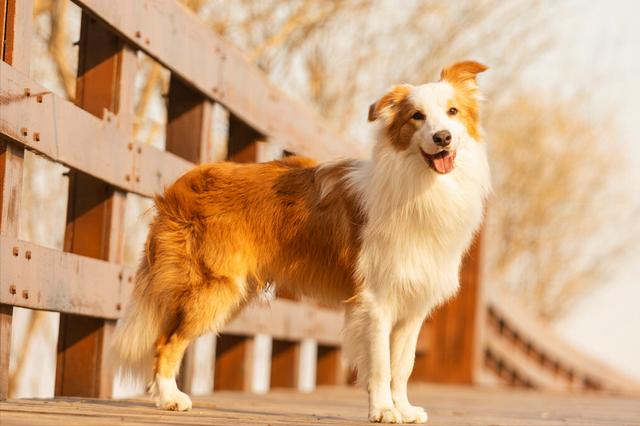 边境牧羊犬智商