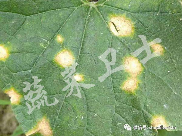 黄瓜“小黄点”蔓延，多措施做好防控15