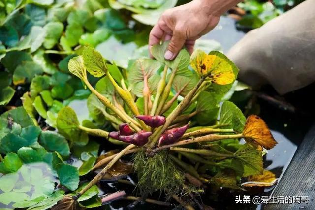 秋天少吃南瓜红薯，多吃水4宝，贴秋膘，防秋燥，开启健康养生