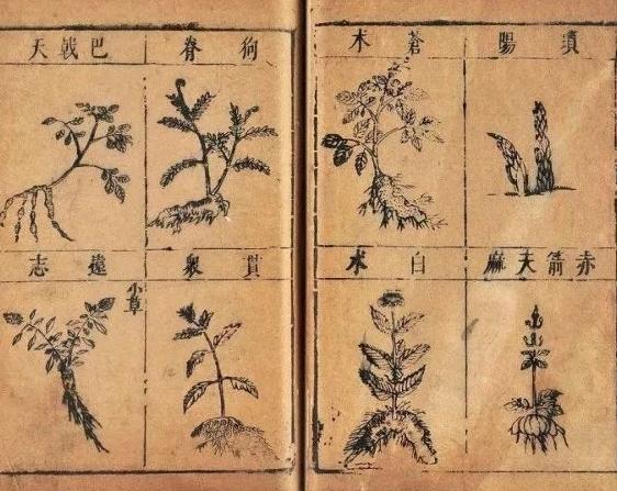 生物学家达尔文，称《本草纲目》是“中国古代的百科全书”