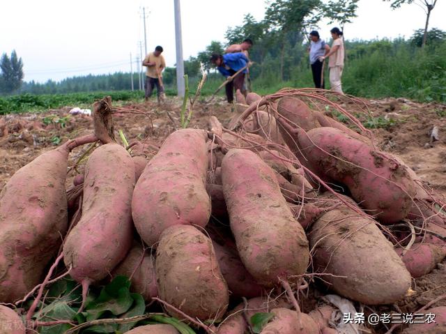 一个办法，解决白菜，番茄，小麦，花生**害虫危害问题，效果好12