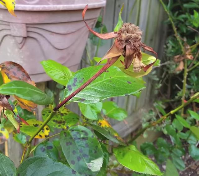 秋冬季节室内养花不用愁，简单两种杀菌药，防治大部分病害11