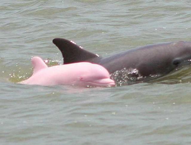 海豚都比你粉这张图(海豚都比你粉gif表情包)-天晟网