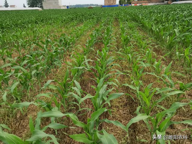 介绍一个玉米田除草剂，在3至9片叶，几乎所有玉米品种都能用
