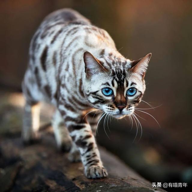 豹猫图片