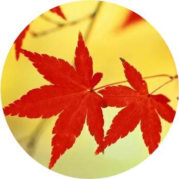 微信头像,秋天最迷人的景色,足足40张-站库网