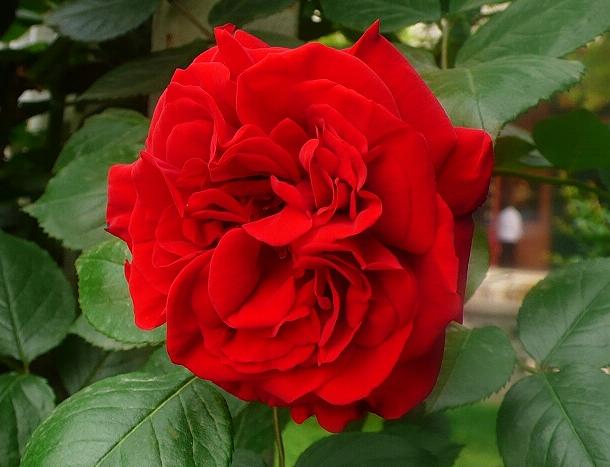 50种浪漫鲜花花语大全 50种浪漫鲜花花语大全（50种浪漫鲜花花语大全图片） 生活