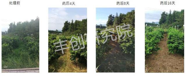 「果园实验」草铵膦和草甘膦哪个效果好？浓度不同，效果差多少？5