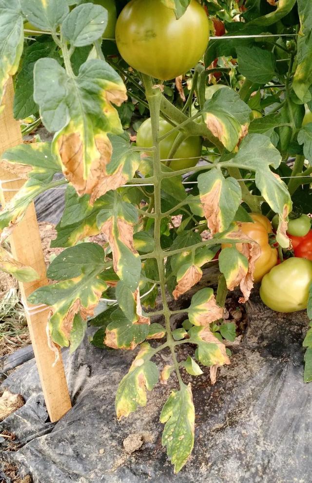 养家里的番茄叶子不断发黄不要急，下面这些情况都会导致黄叶
