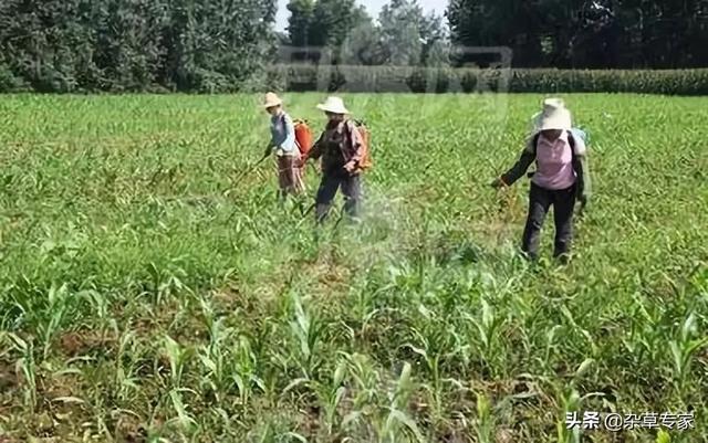 甲草胺、乙草胺、丙草胺、丁草胺都是除草剂，有啥区别？还不简单2