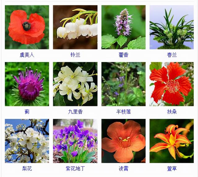 观花植物 观花植物（木本观花植物） 生活