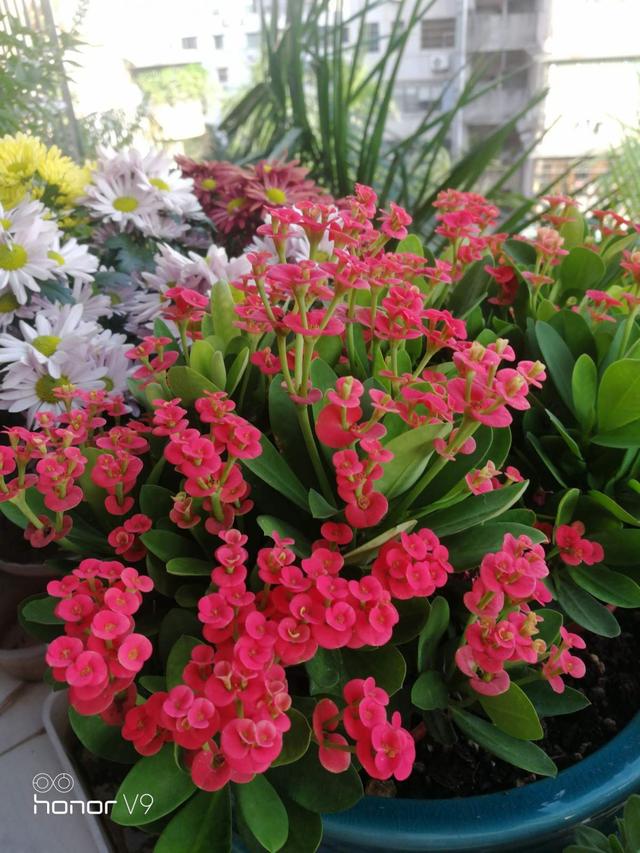 花卉名称