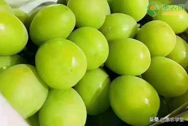 晴王葡萄