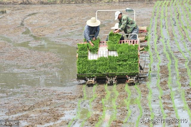 水稻直播、机插秧、套种除草技术要点和补防除草策略！看了不后悔6