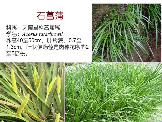 水生植物种类 水生植物种类（水生植物100种） 生活
