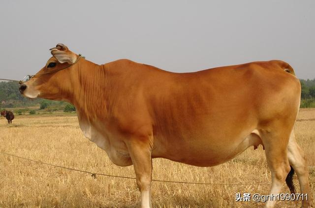 菏泽美食