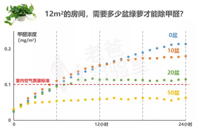 绿萝的功效与作用