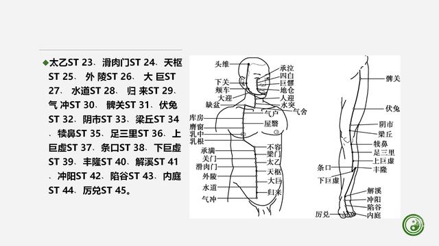 足阳明胃经与腧穴