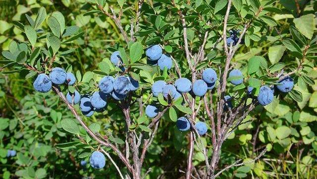 盘点36种野果大全，你能认出几种？8