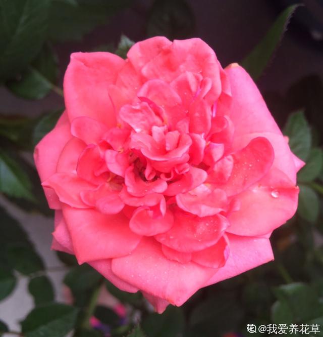 花草图片大全