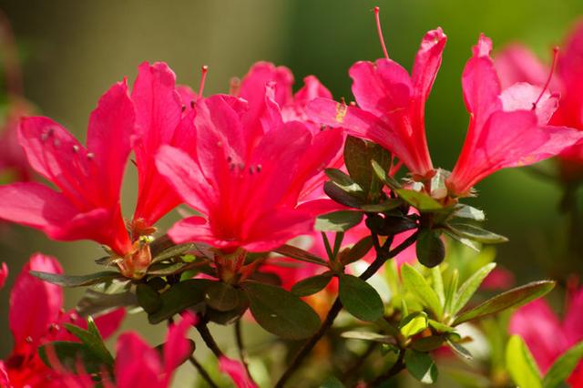 杜鹃花掉叶子 杜鹃花掉叶子（杜鹃花掉叶子的原因） 生活