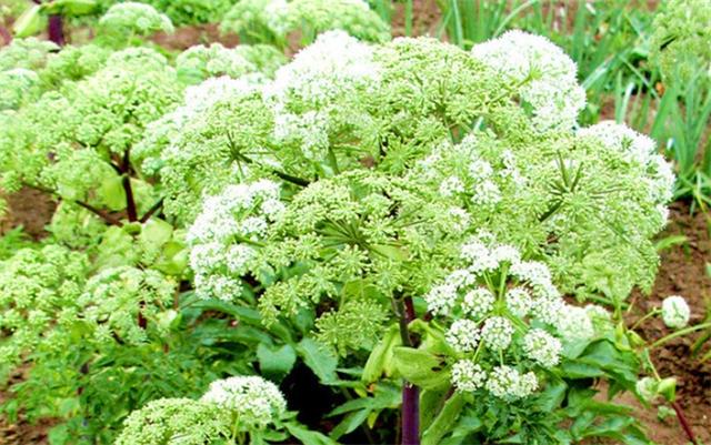 白芷种植 白芷种植（白芷种植技术） 生活
