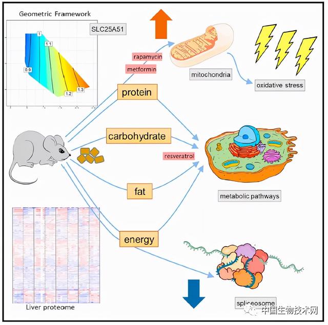 与治病和延缓衰老的“神药”相比，饮食才是灵丹妙药