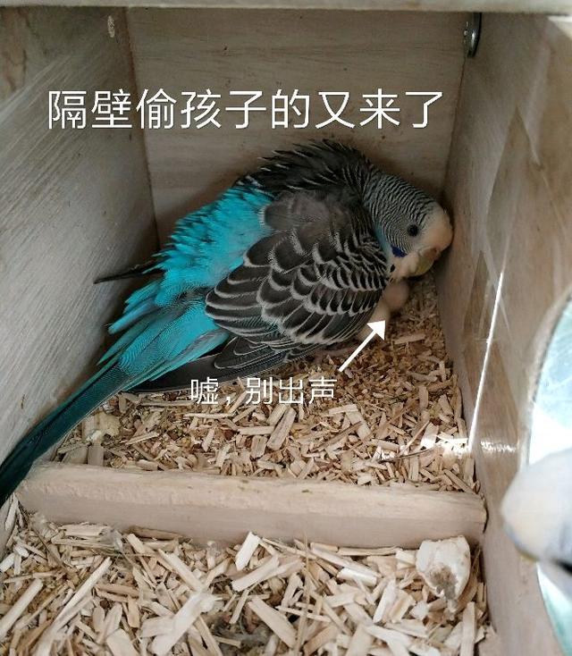 虎皮鹦鹉生殖构造