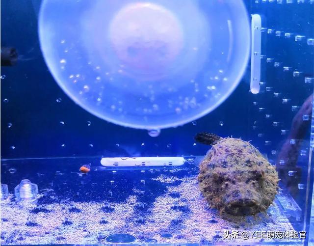 长毛鱼:长毛鱼，疑似一种模样奇怪的新物种(通体白毛)