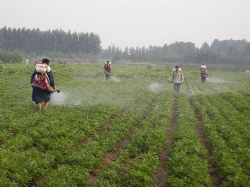 花生用好叶面肥可以促增产，有哪些叶面肥适合花生使用呢？