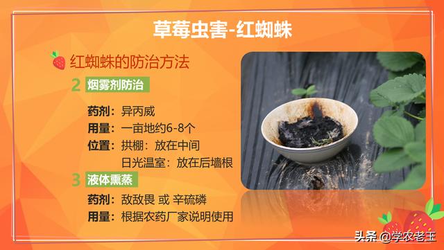 大棚草莓虫害怎么防？3个方法+6种药剂轻松搞定！绿色环保少药残4